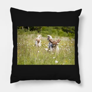 Wild daisies Spinoni Pillow