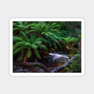 Mt Field National Park, Tasmania Magnet