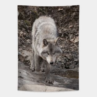 Timber Wolf Tapestry