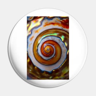 Close Up Polished Snail Shell Pin