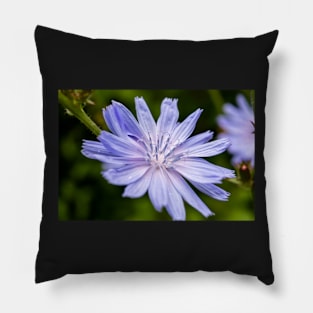 Blue chicory flower Pillow