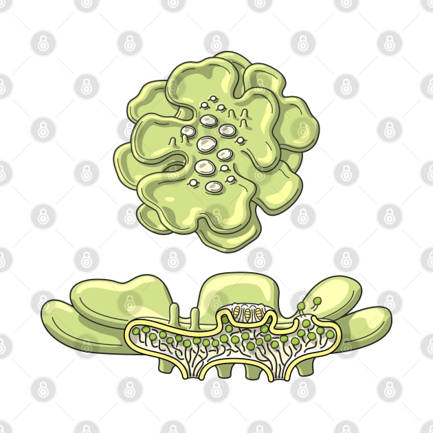 Lichen Structure Illustration by taylorcustom