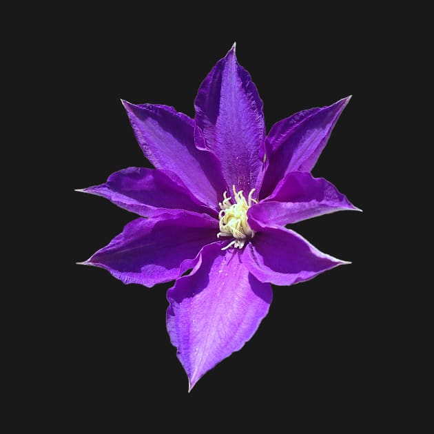 Purple Clematis Flower by Moonlit Midnight Arts