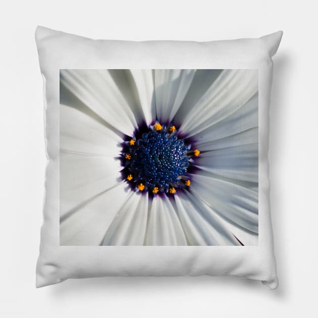 Closeup of white African daisy Pillow by lena-maximova