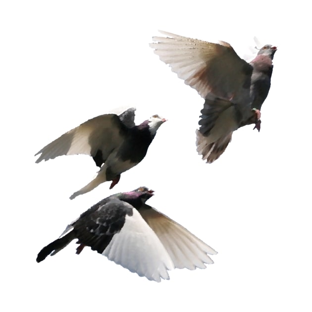 Rock Doves in Flight by stargatedalek