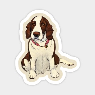 Welsh Springer Spaniel Dog Sitting Watching You Magnet