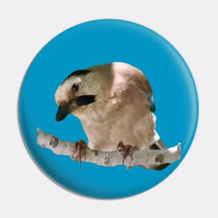 Geeky Gormless Looking Jay Perched On A Branch Cut Out Pin