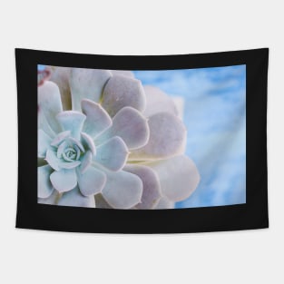 Echeveria Tapestry