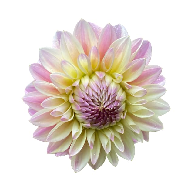 Coralie Dahlia Flower by DandelionDays