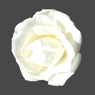 White Rose T-Shirt