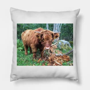 Scottish Highland Cattle Calf 1821 Pillow