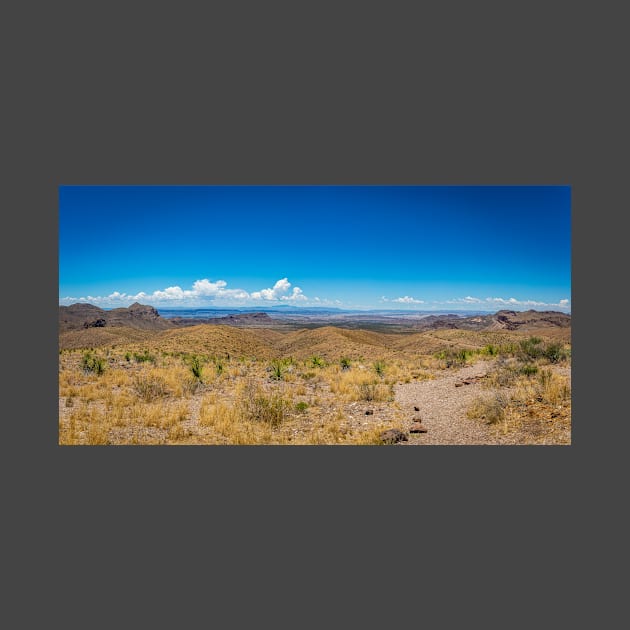 Sotol in the Chihuahuan Desert by Gestalt Imagery