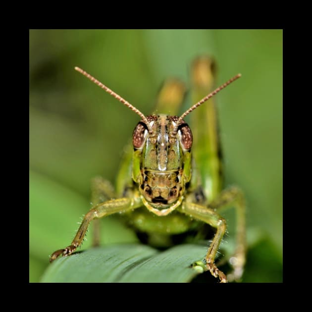 Grasshopper by Rosettemusicandguitar