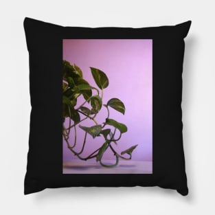 Money Plant Leaves Photography Pillow