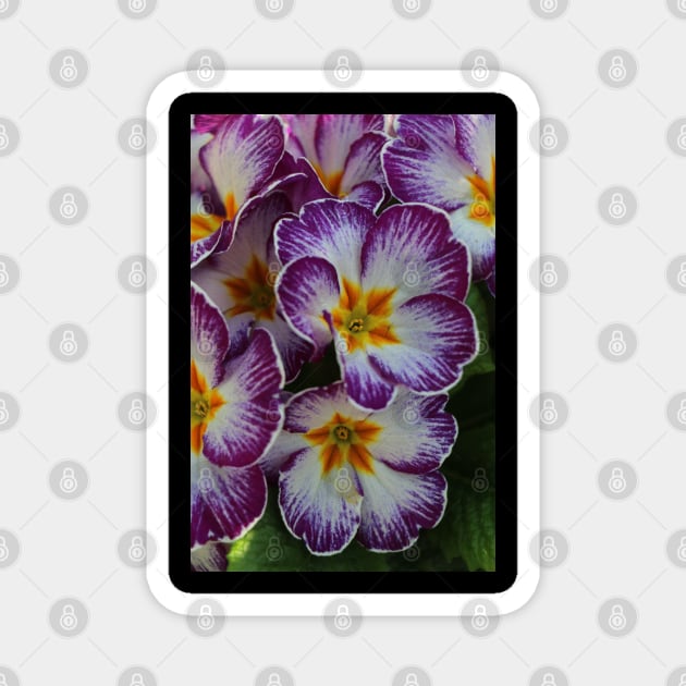 Primula  yellow violett Magnet by OVP Art&Design