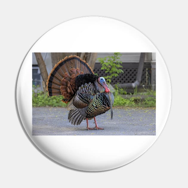 Urban Wild Turkey Pin by Jim Cumming