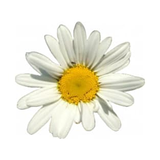 Oxeye Daisy II T-Shirt