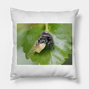 Phidippus audax (bold jumping spider) with prey (stinkbug) Pillow