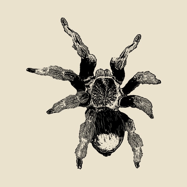 Tarantula by Guardi