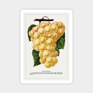 Pocklington Grape lithograph (1900) Magnet