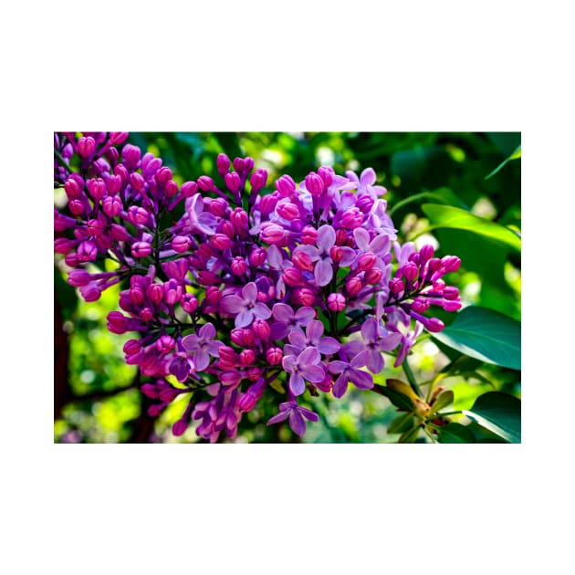 Lilacs by Rob Johnson Photography