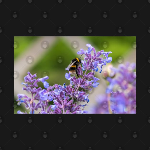 Bumble Bee collecting pollen by Russell102