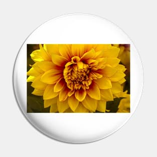 Beautiful Yellow Dahlia Close Up Pin