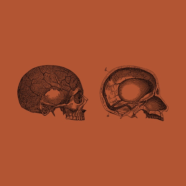 Human Skull - Classic Anatomy by Vintage Anatomy Prints