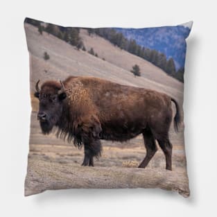 Bison Buffalo Adult Photograph Pillow