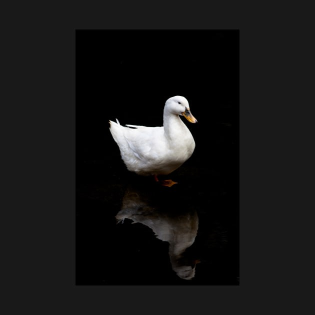 black duck pattern by yassinebd