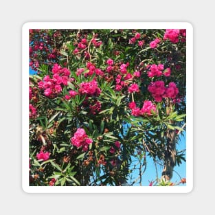 Pretty Pink Flowers Photography design with blue sky nature lovers Magnet