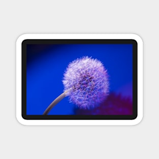 Dandelion in blue Magnet