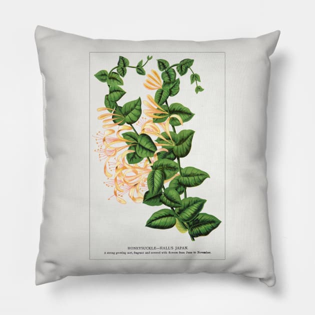 Honeysuckle Flower Lithograph (1900) Pillow by WAITE-SMITH VINTAGE ART