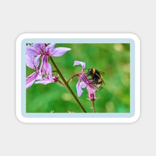 Bumble bee gets stuck in to an orchid Magnet