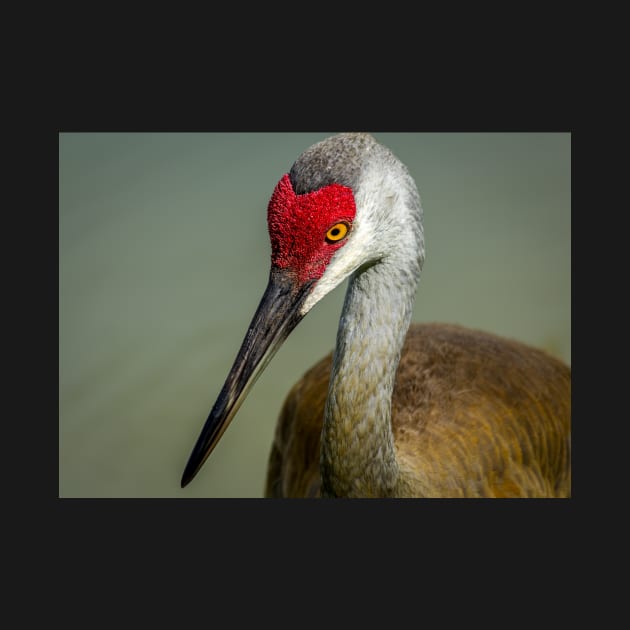 Sandhill Crane Portrait by JeffreySchwartz