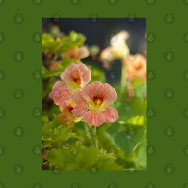 Nasturtium by MistyLakeArt