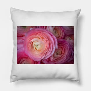 Pink Italian Ranunculus Pillow