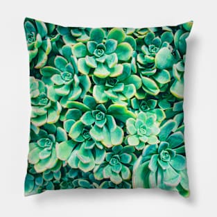 Desert Succulents Pillow