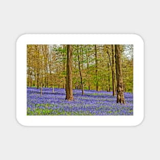 Bluebell Woods Greys Court Oxfordshire UK Magnet