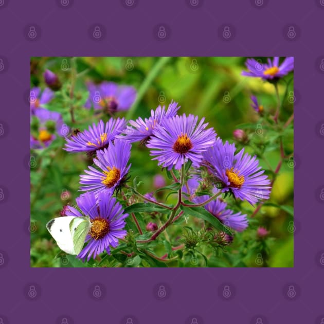 Linger - Purple Asters by MaryLinH