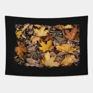 Colorful leaves - Fall, Autumn Tapestry