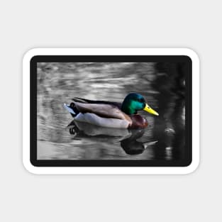 Mallard Duck Magnet