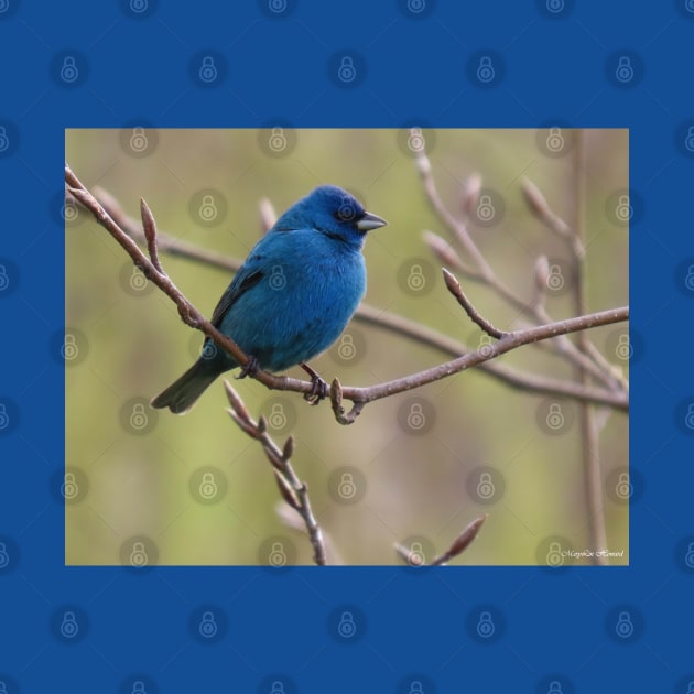 Indigo Bunting No.1 by MaryLinH