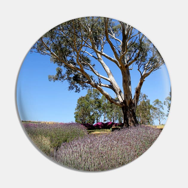 Gum tree among the lavender 3 Pin by jwwallace