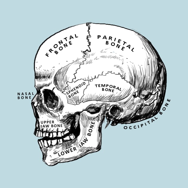 skull - anatomy by medicalcortexx