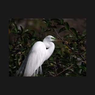 Great Egret with Breeding Colors and Plumes T-Shirt