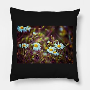 Daisy Daisy Pillow