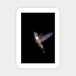 Free - Ruby throated Hummingbird Magnet