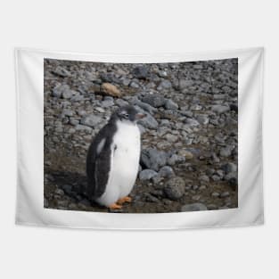 Gentoo penguin chick at Brown Bluff Tapestry