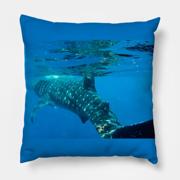 Whale Shark Caribbean Snorkel Swim Pillow by SafariByMarisa